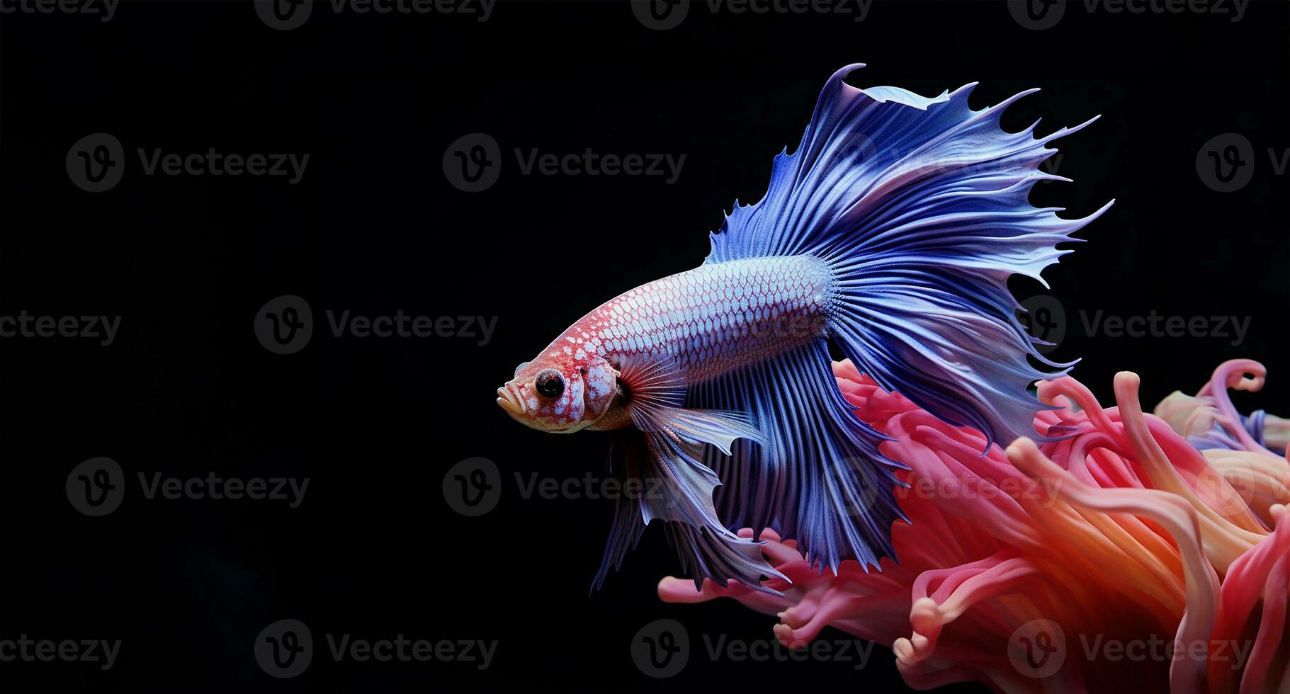 striking Siamese fighting fish, its tail and fins resembling intricate flower petals. AI Generated photo