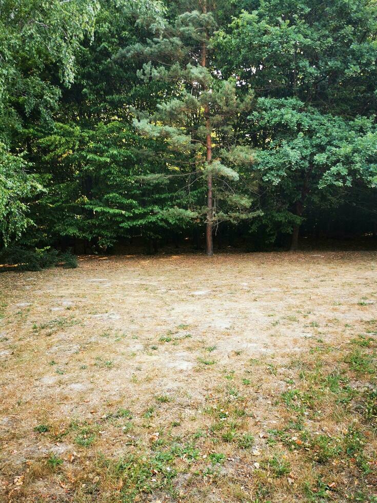 Photo of a serene landscape with trees in a grassy field