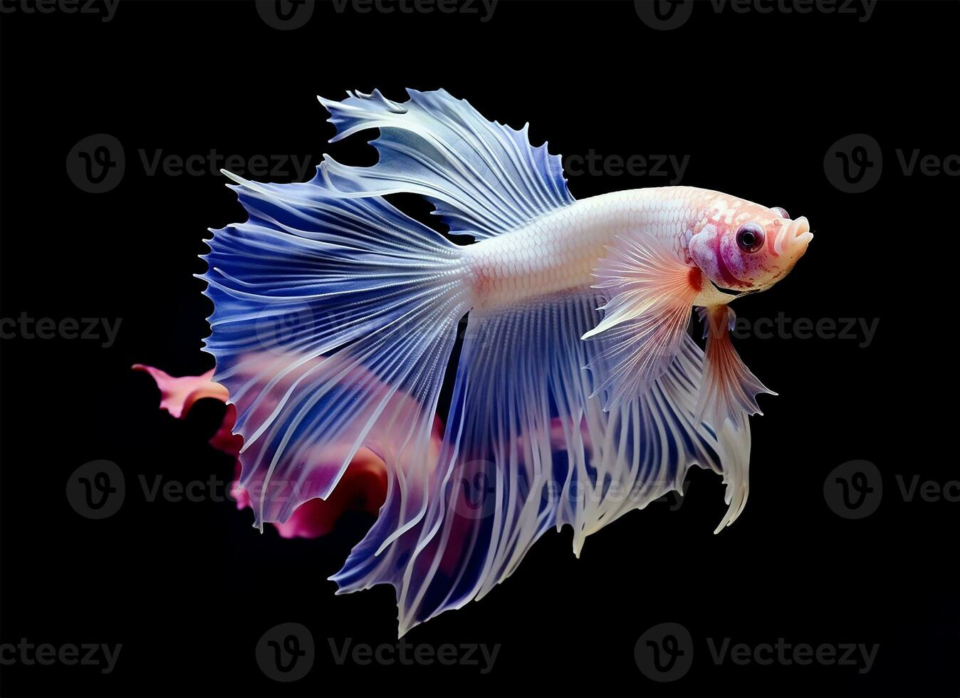 striking Siamese fighting fish, its tail and fins resembling intricate flower petals. AI Generated photo