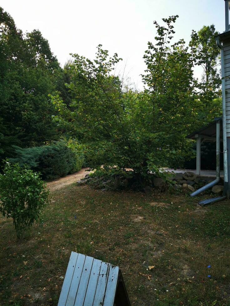 Photo of a peaceful wooden bench in a serene backyard setting