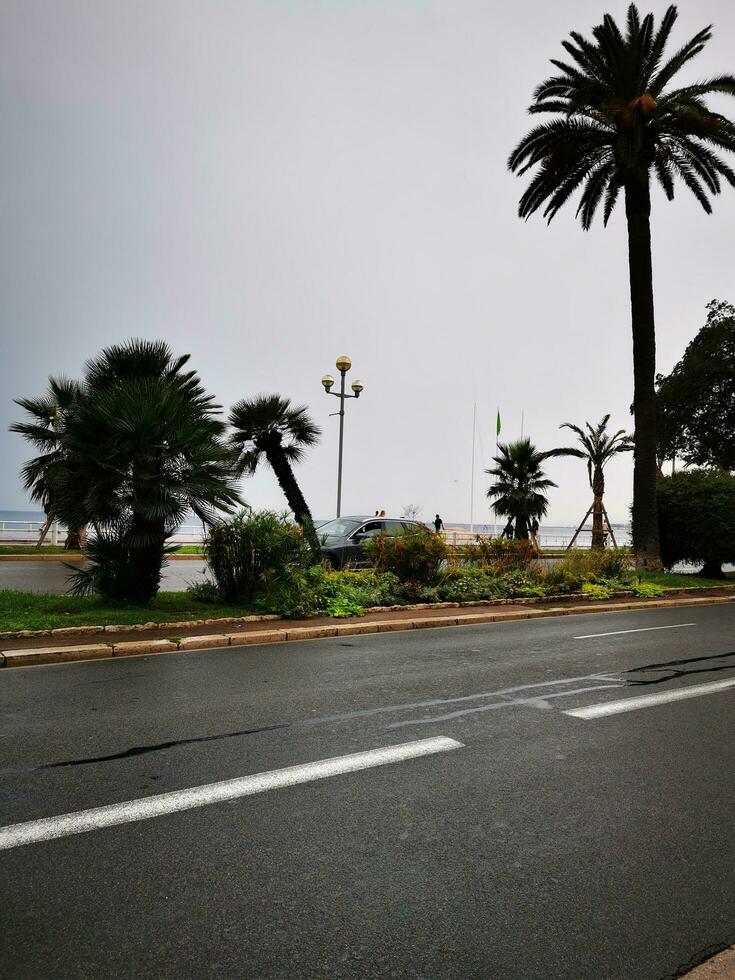 Photo of a scenic street lined with beautiful palm trees