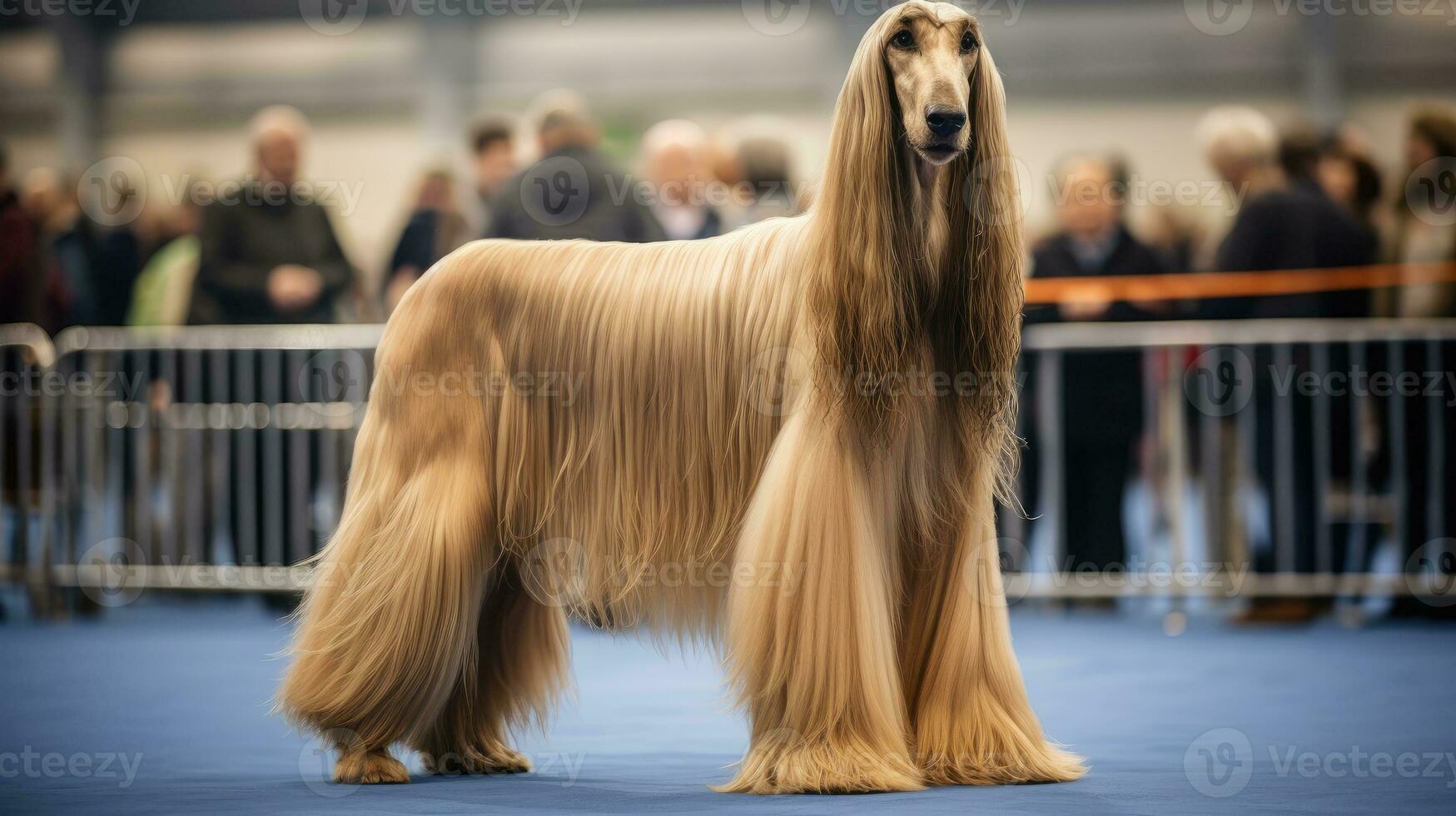 Pedigreed purebred Afghan hound dog at an exhibition of purebred dogs. Dog show. Animal exhibition. Competition for the most purebred dog. Winner, first place, main prize. Advertising, AI generated photo