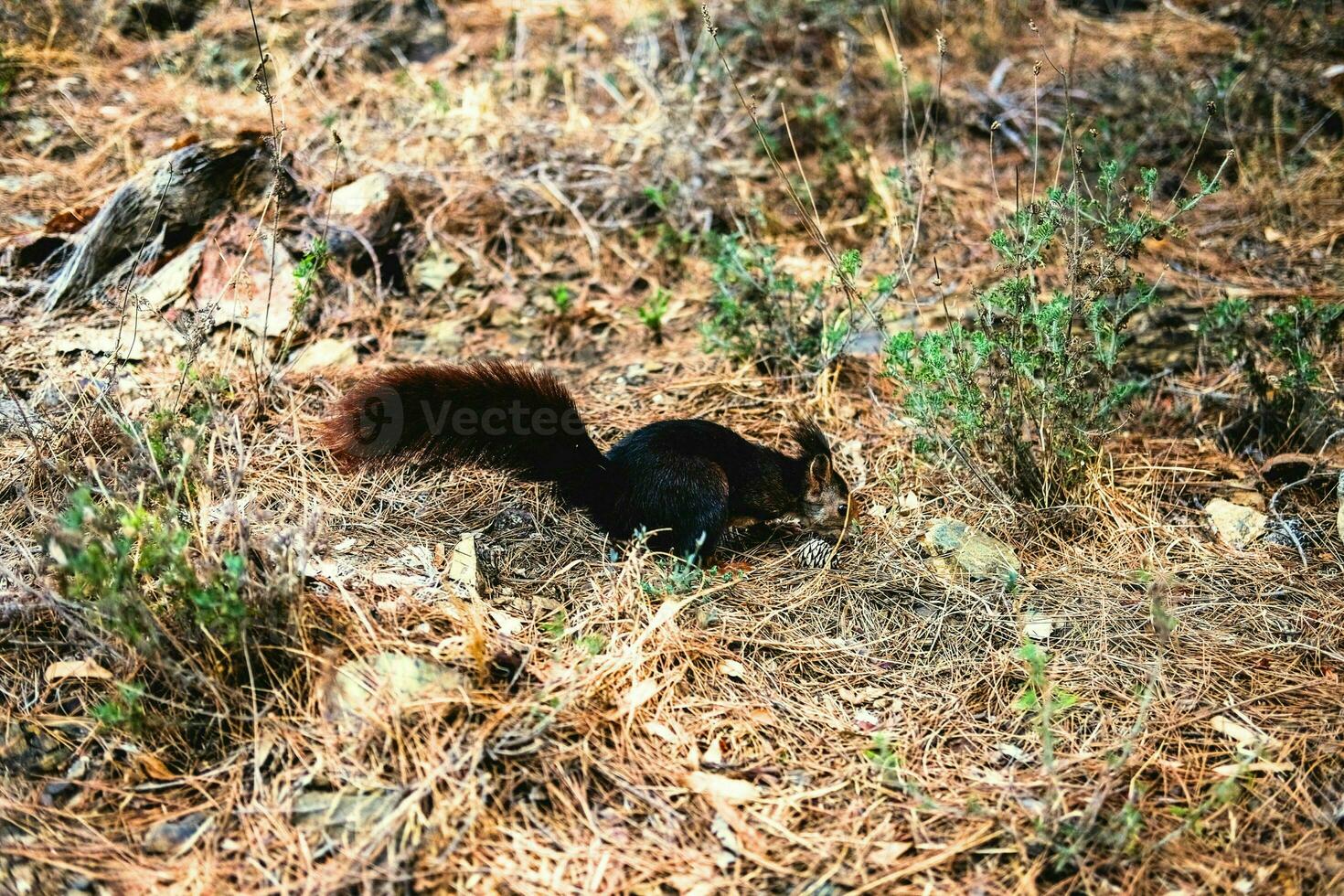 animal ardilla en el salvaje en el bosque foto