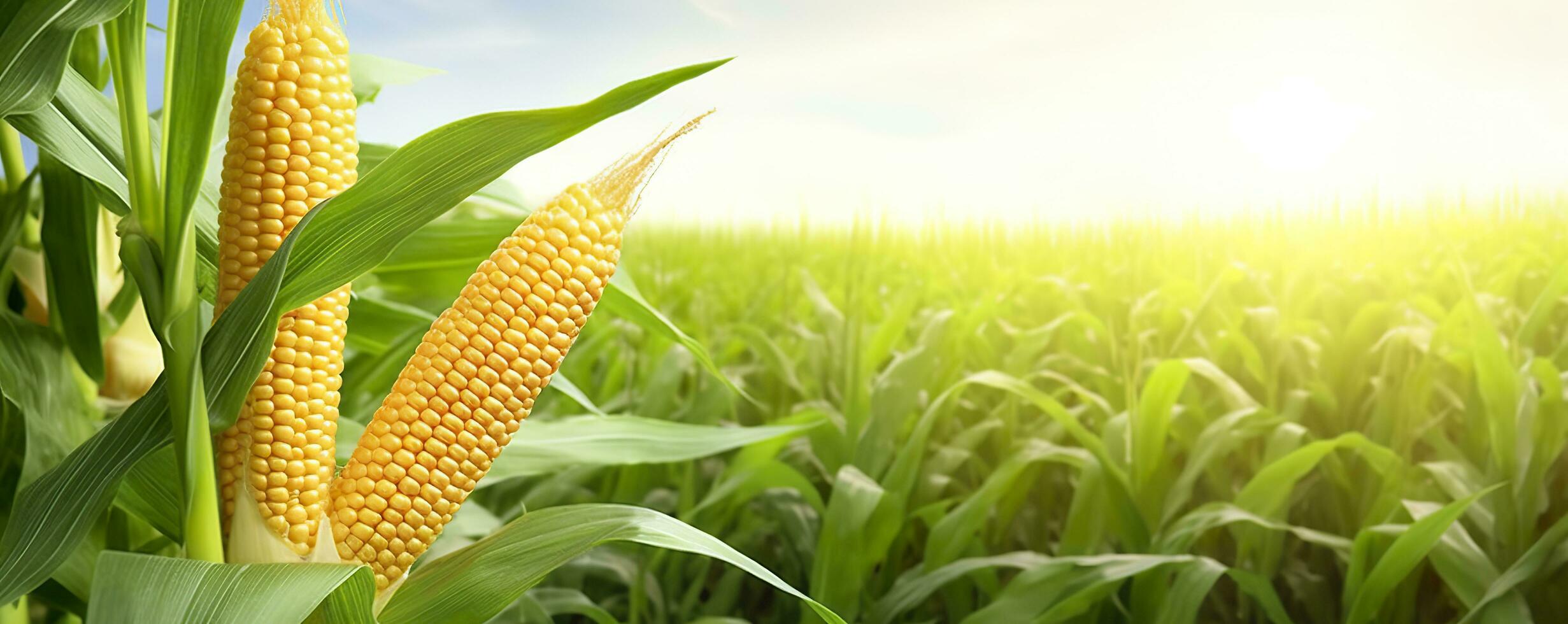 Closeup corn cobs in corn plantation field. Generative AI photo