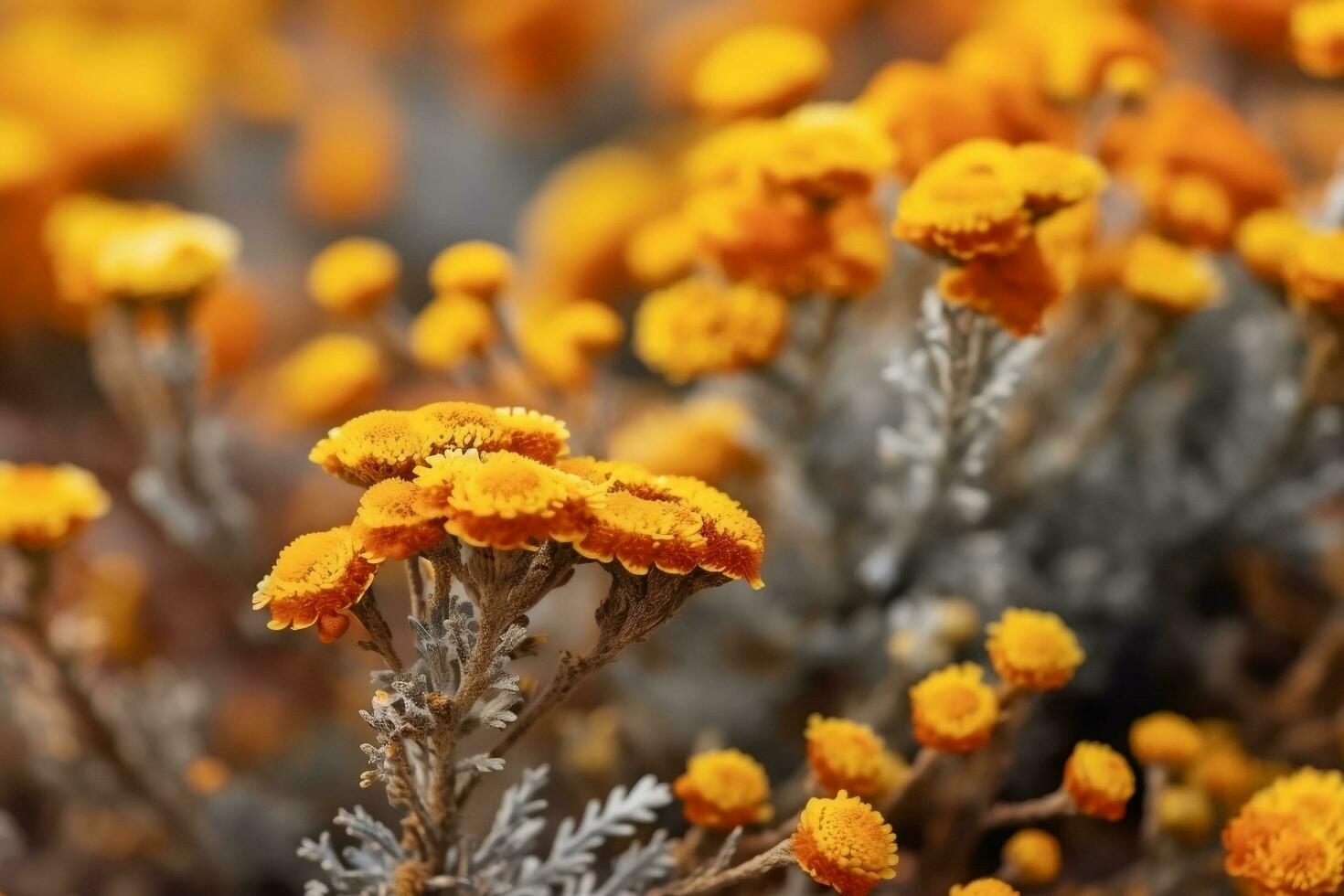 Helichrysum on nature background Ai Generated photo