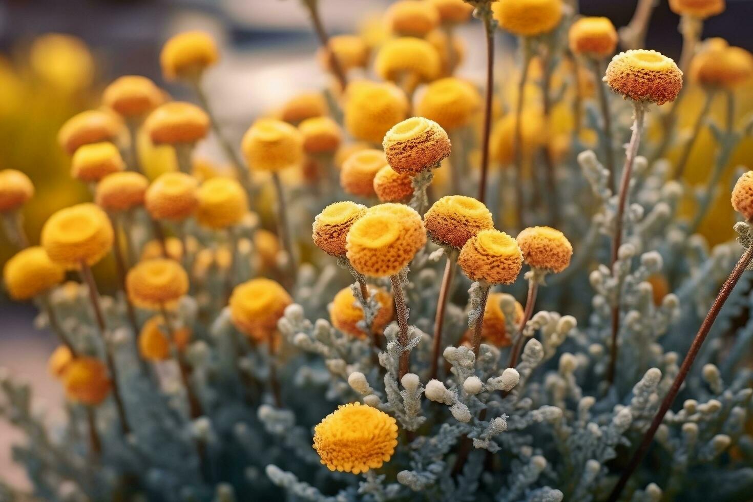 Helichrysum on nature background Ai Generated photo