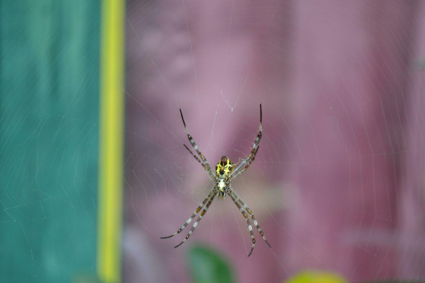 foto de un araña colgando en sus web