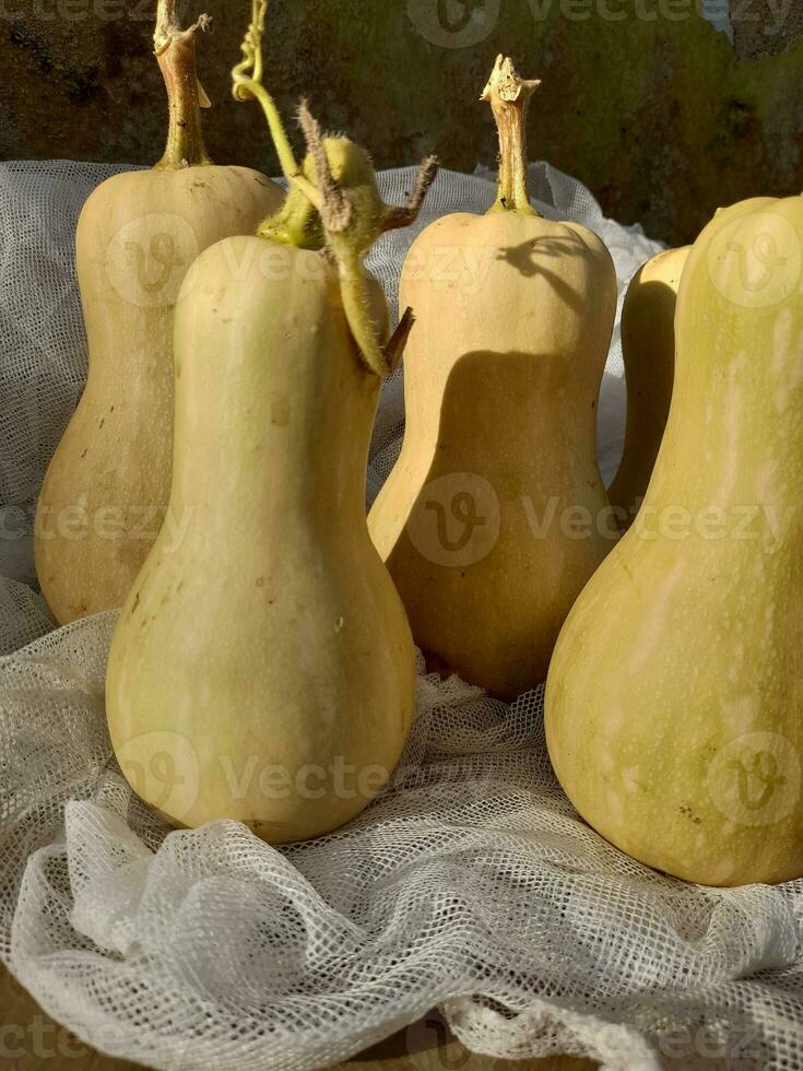 Butternut squash isolated background photo