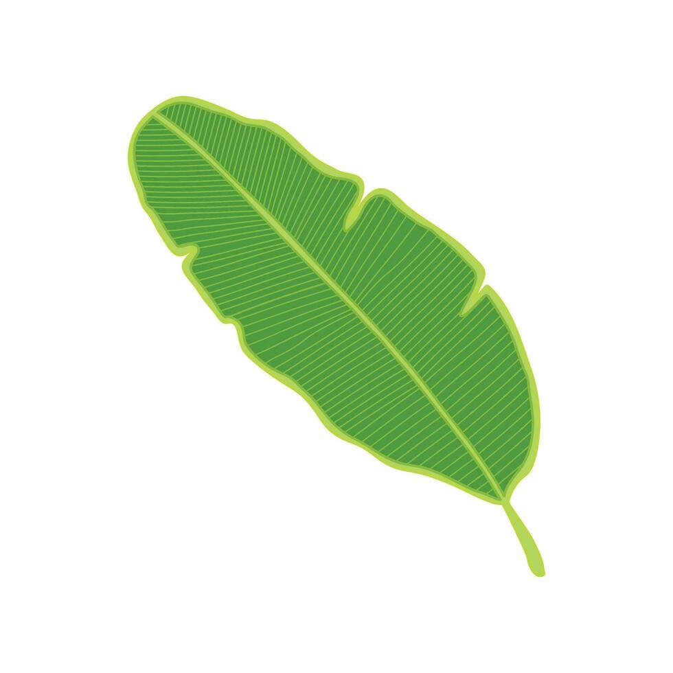Kids drawing Cartoon Vector illustration banana leaf Isolated on White Background