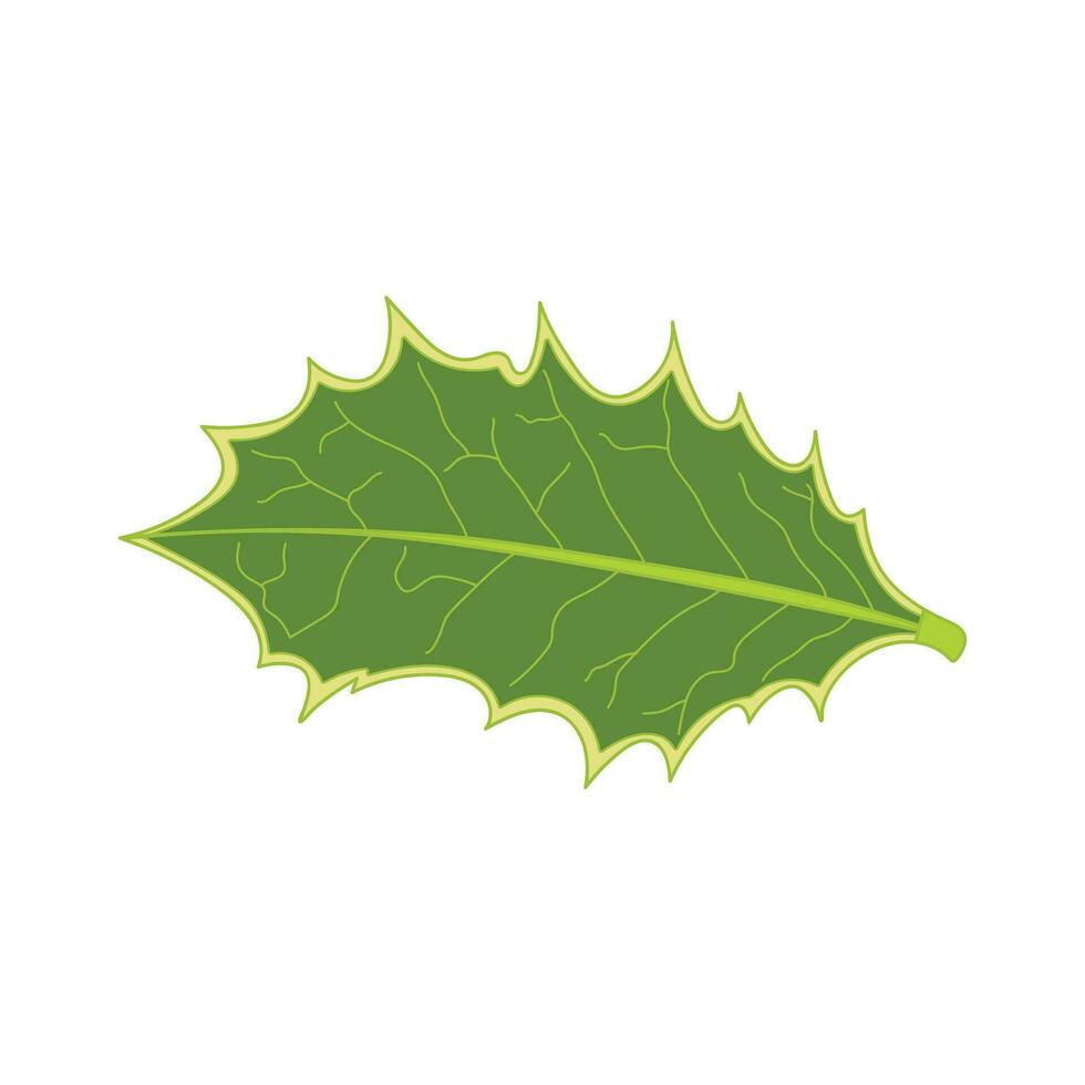 Kids drawing Cartoon Vector illustration holly leaf Isolated on White Background