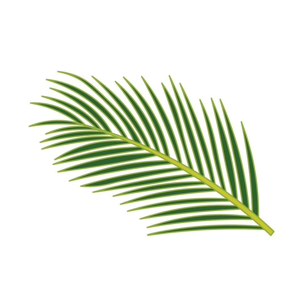 Kids drawing Cartoon Vector illustration coconut leaves Isolated on White Background