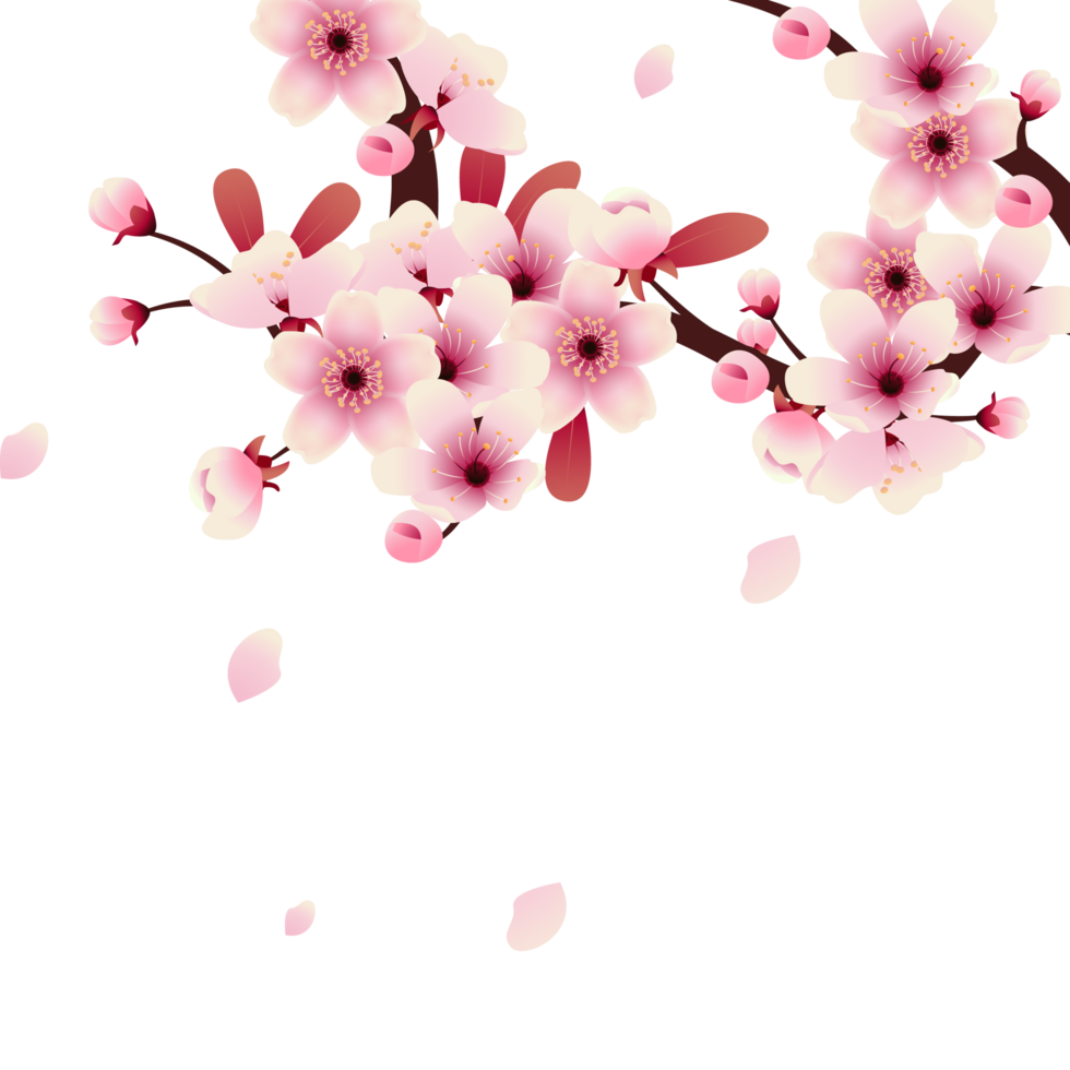 Cherry blossom background with pink petals. Vector illustration. png