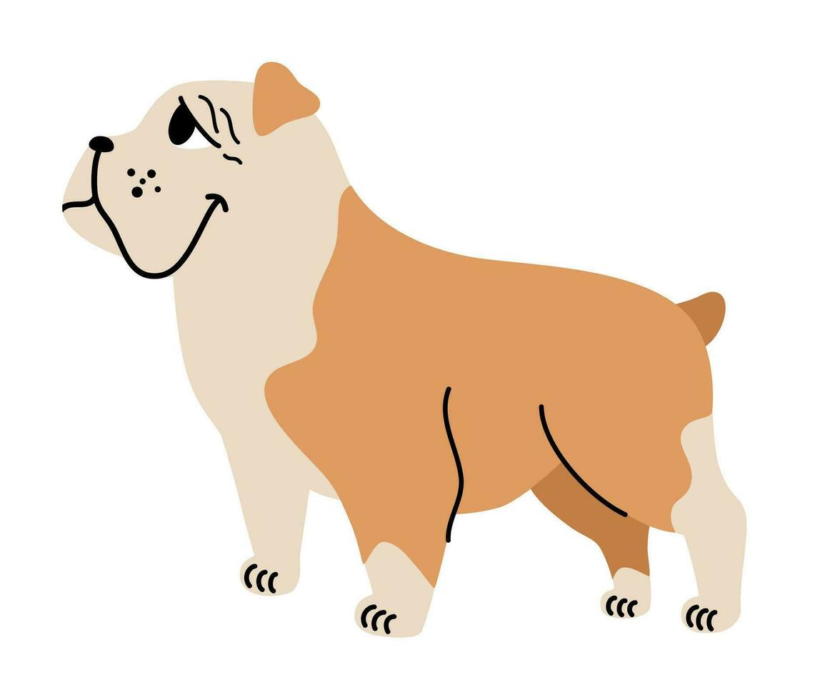 Inglés buldog. mascotas, animales, canino tema diseño elemento en contemporáneo sencillo plano estilo. vector dibujos animados ilustración aislado en el blanco antecedentes.