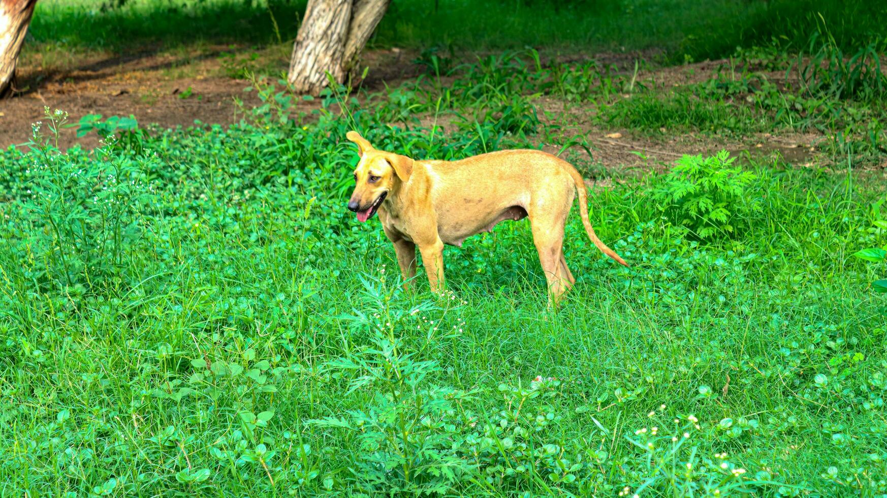Dachshund Puppy in grassy feild,Dachshund marble, on the walk.brown young dog puppy dachshund green plant,In glorious sunshine, a thirteen-week-old Irish setter puppy walks through  a green  meadow photo