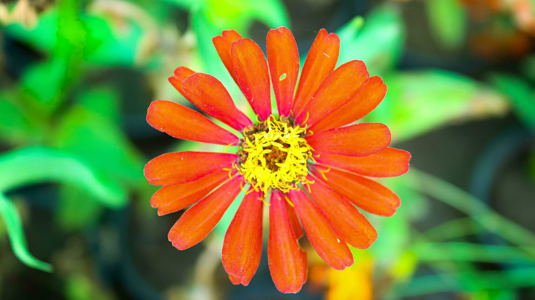 cerca arriba hermosa rosado zinnia flor roja flor con verde fondo, común zinnia zinnia elegantescon buler fondo natural ver de rojo flor, borrosa flor fotos para fondo de pantalla