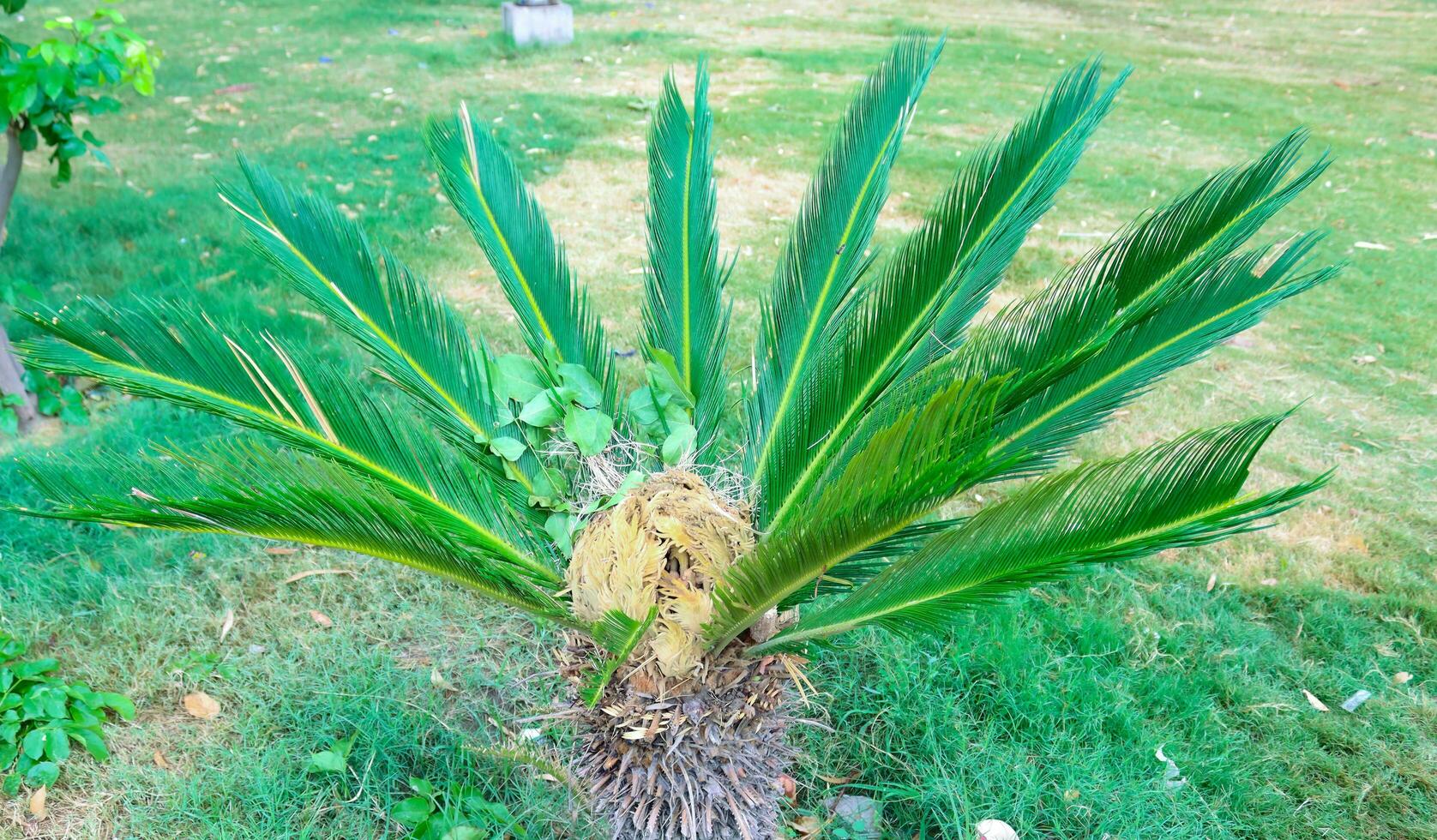 Fresco verde palma árbol en naturaleza jardín.pleno crecimiento árbol cycas revoluta además llamado sagú palmera, Rey sagú, sagú cícada, japonés sagú palma, verde hojas de un joven palma árbol en el parque en un soleado día foto