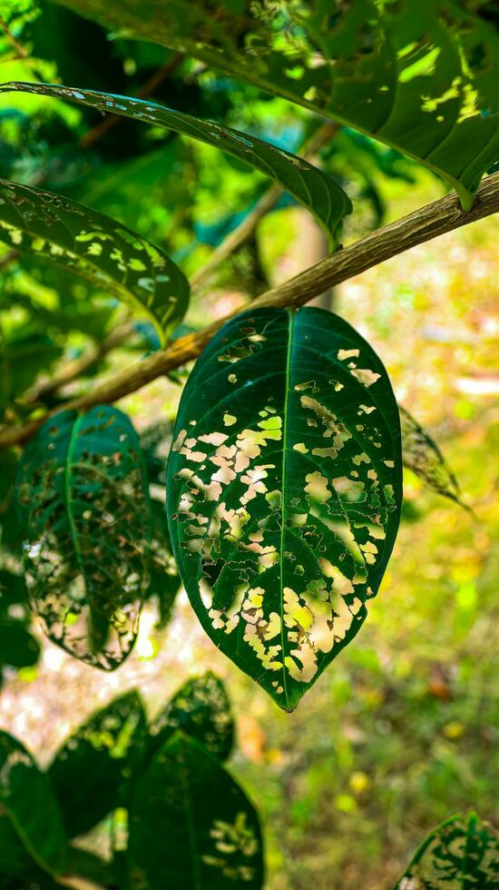 verde hojas ese tener agujeros desde siendo comido por gusanos tropicales planta hojas en contra Dom rayos, alto contraste detalle Disparo de hojas en Punjab, Pakistán.natural silueta de hojas con borroso fondo foto