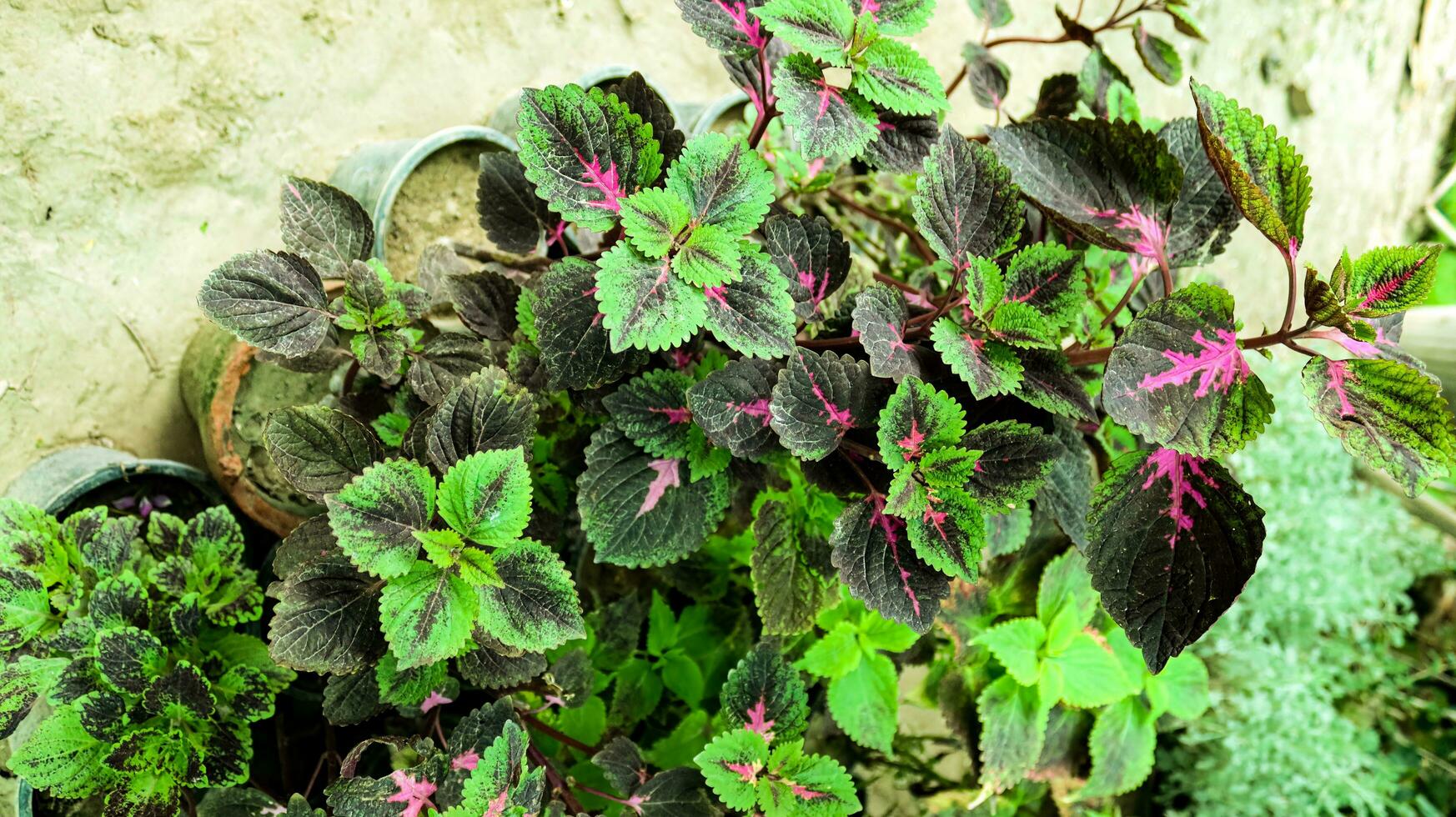 ver cerca arriba begonia salir, morado flor hojas son muy densa,miana coleo atropurpureo flores en el patio.el hojas en el jardín son marron dominante. muy hermosa y fresco, hermoso pétalos foto