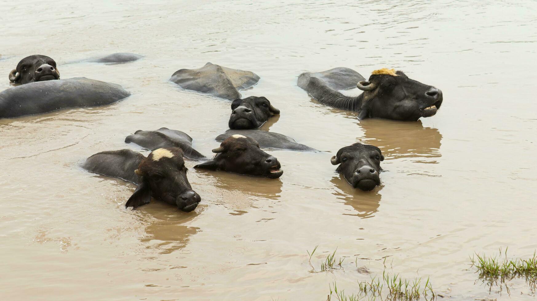 asiático agua búfalo disfrutando buceo en estanque, mandíbula y mirando a cámara. el animales nadar a evitar su grande cuerpos desde calentamiento excesivo, solamente su cabezas y espaldas palo afuera. foto