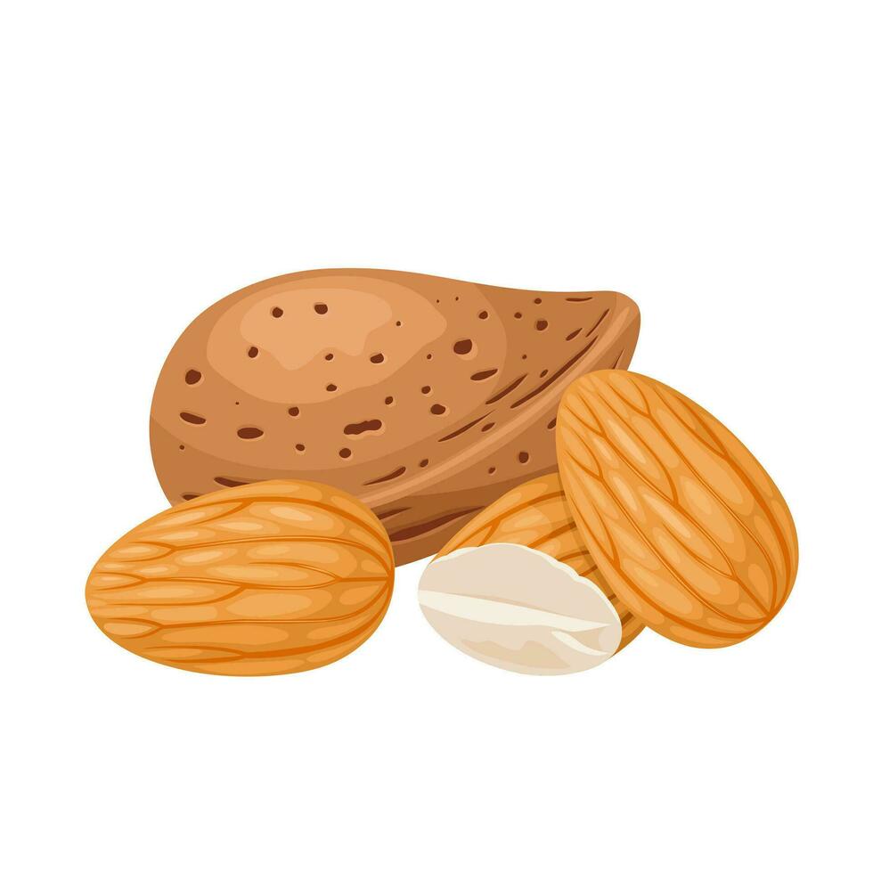 Vector illustration, almonds with shell, isolated on white background.