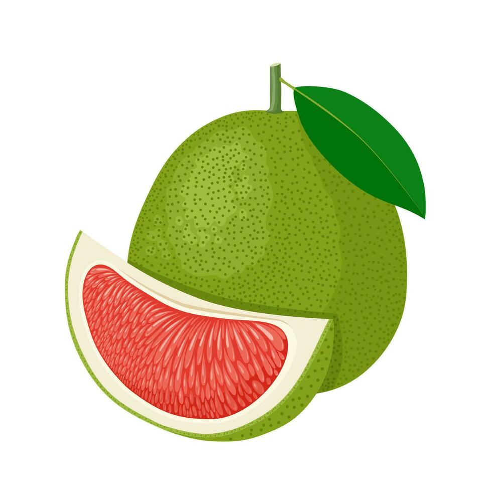 Vector illustration, pomelo or citrus grandis, isolated on white background.