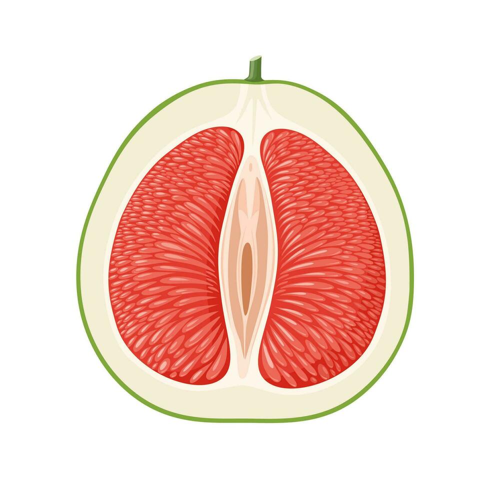 Vector illustration, pomelo or citrus grandis, isolated on white background.