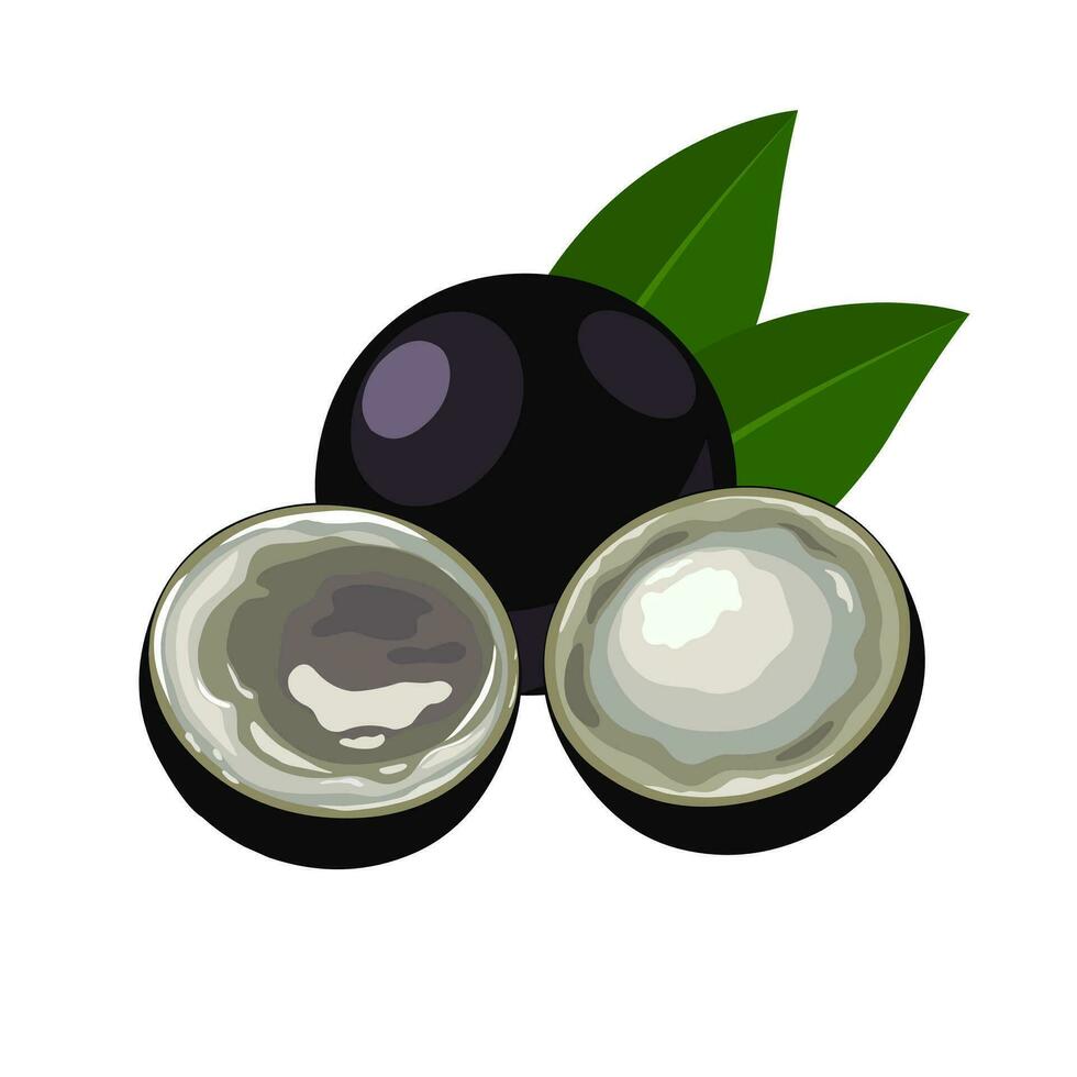 Vector illustration, Jaboticaba whole and cut, Brazilian fruit, scientific name Plinia cauliflora, Brazilian grapetree, isolated on white background.