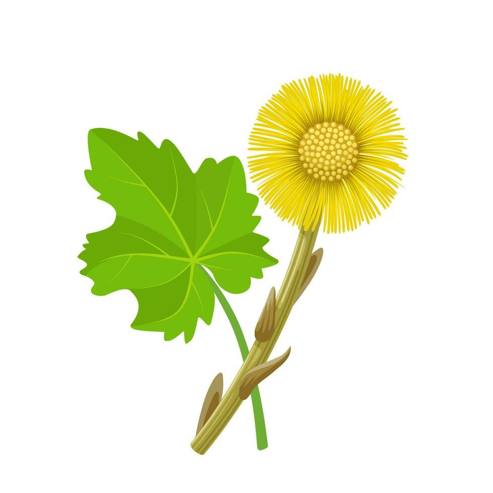 Vector illustration, Tussilago farfara, commonly known as coltsfoot,, isolated on white background.