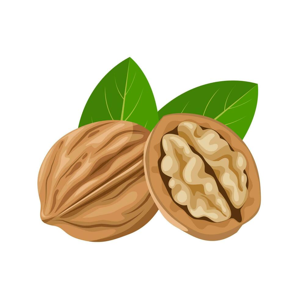 Vector illustration, walnut in shell, suitable as label or template, agricultural product packing.