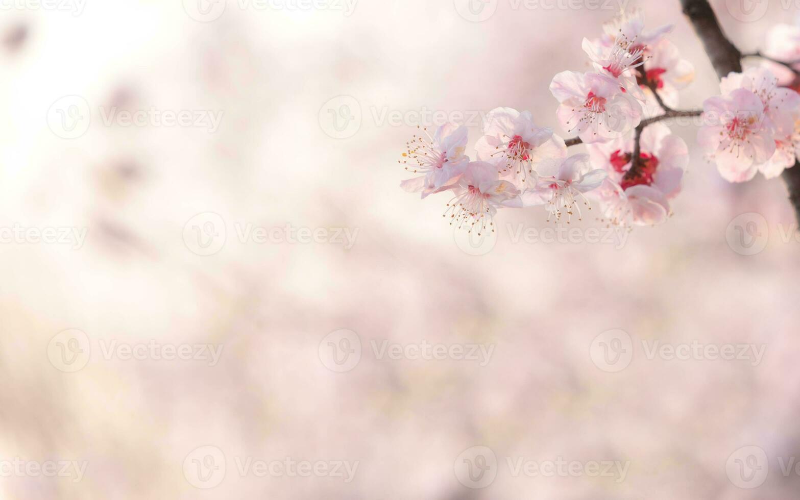 Cherry blossom  flower in spring for background or copy space for text photo