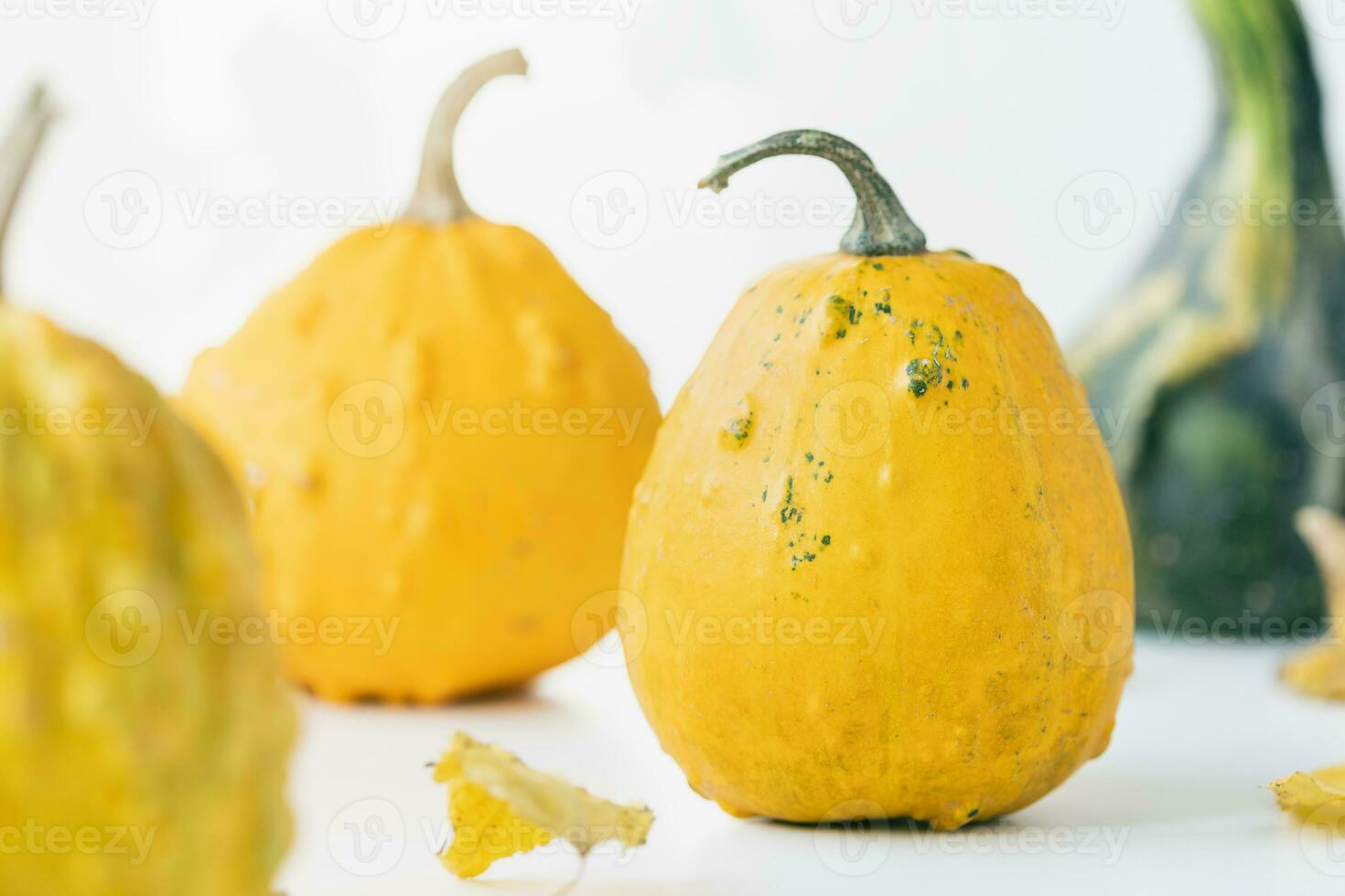 Small yellow, orange and green decorative pumpkins and leaves on white background. Fall season, Halloween and Thanksgiven holidays abstract background. Copy space photo