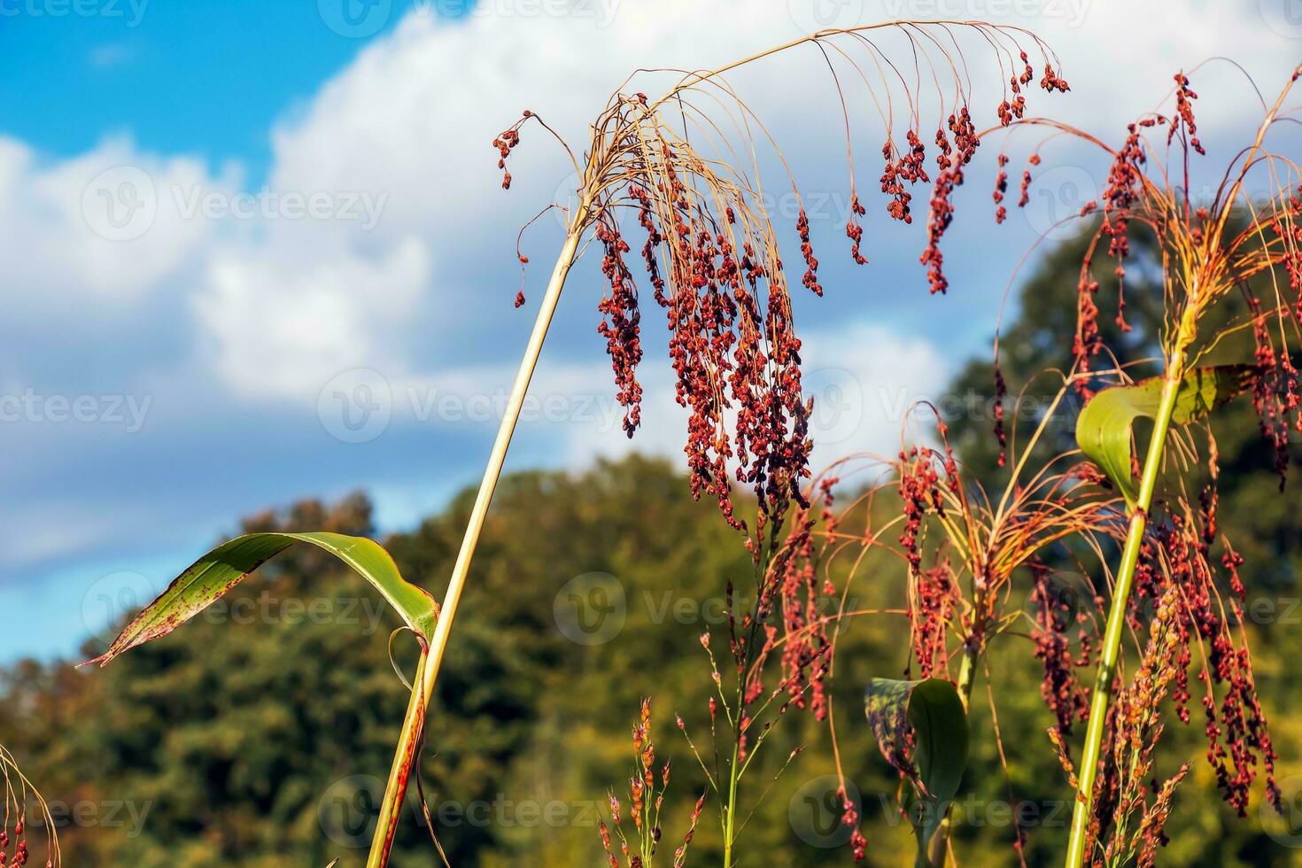Common sorghum Sorghum bicolor grows in a farm field photo
