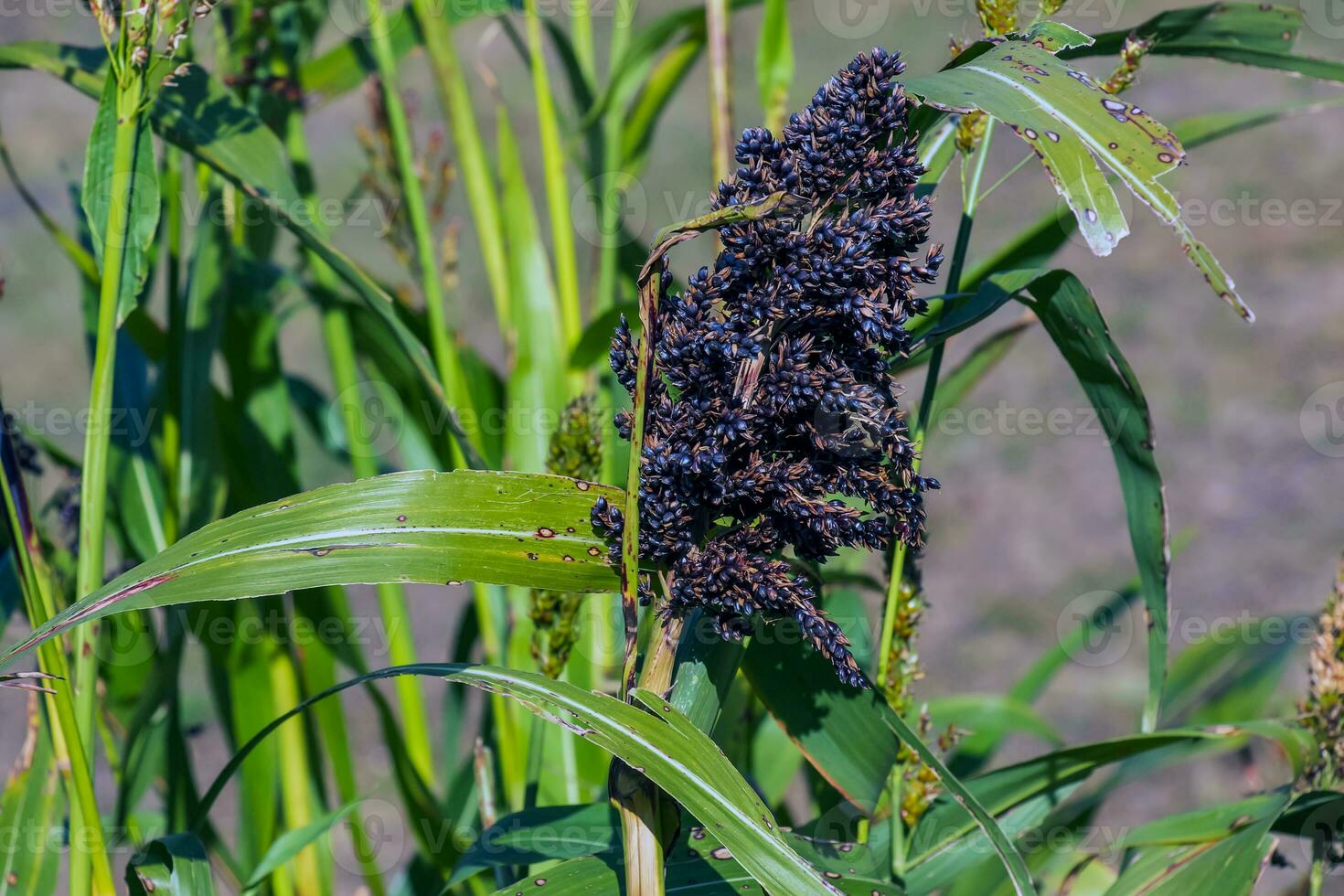 Common sorghum Sorghum bicolor grows in a farm field photo