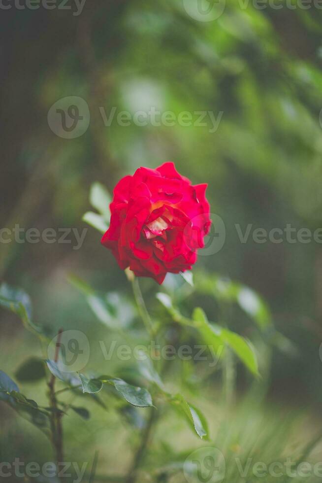 Blooming red rose flower close up, dark moody picture, soft focus, blurred background photo