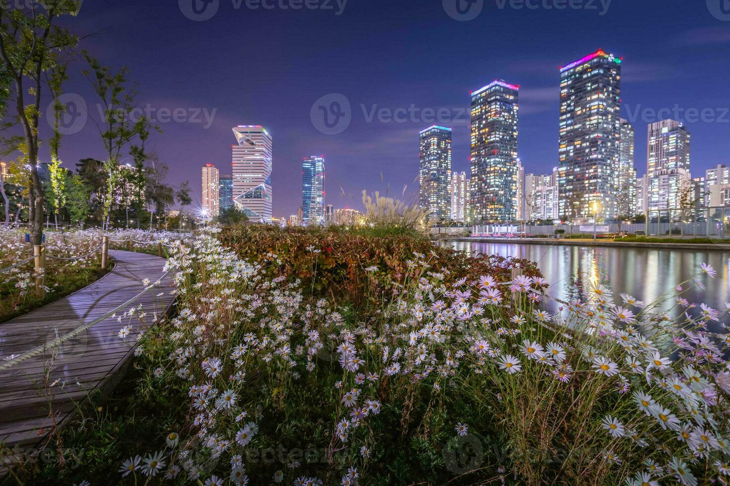 White flowers and beautiful night view at Songdo Central Park in Songdo  District, Incheon South Korea. photo