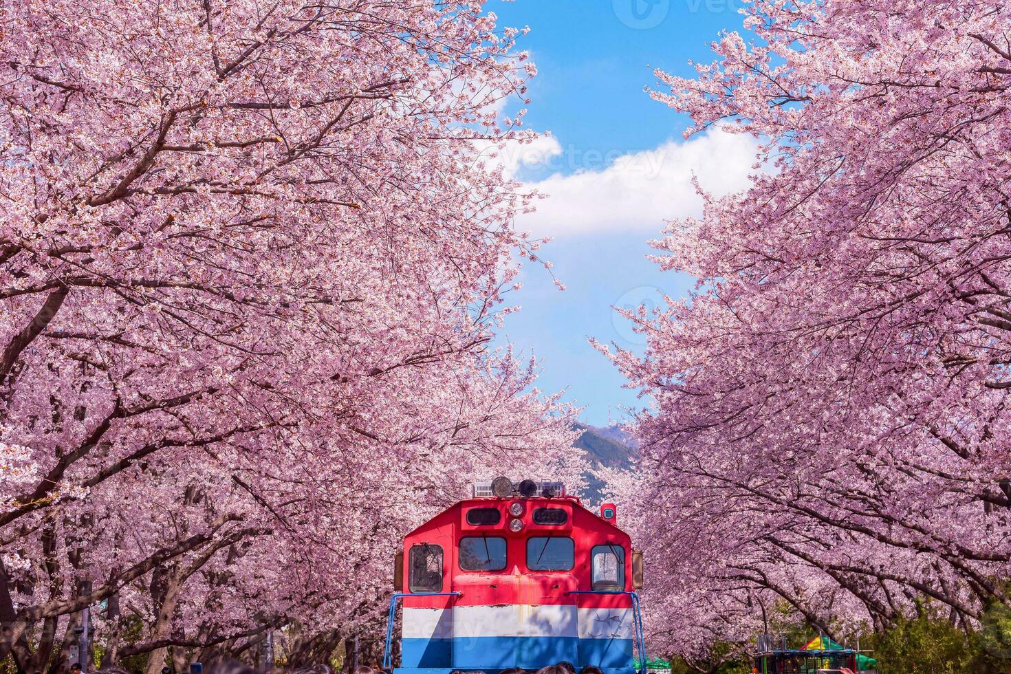 Cherry blossom in spring in Korea is the popular cherry blossom viewing spot, jinhae South Korea. photo