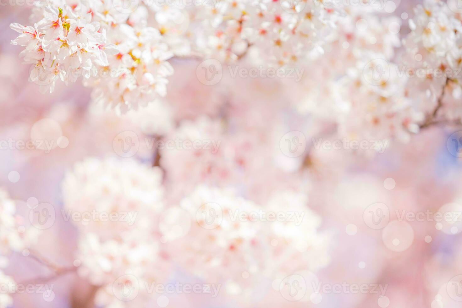 Cherry blossom  flower in spring for background or copy space for text photo