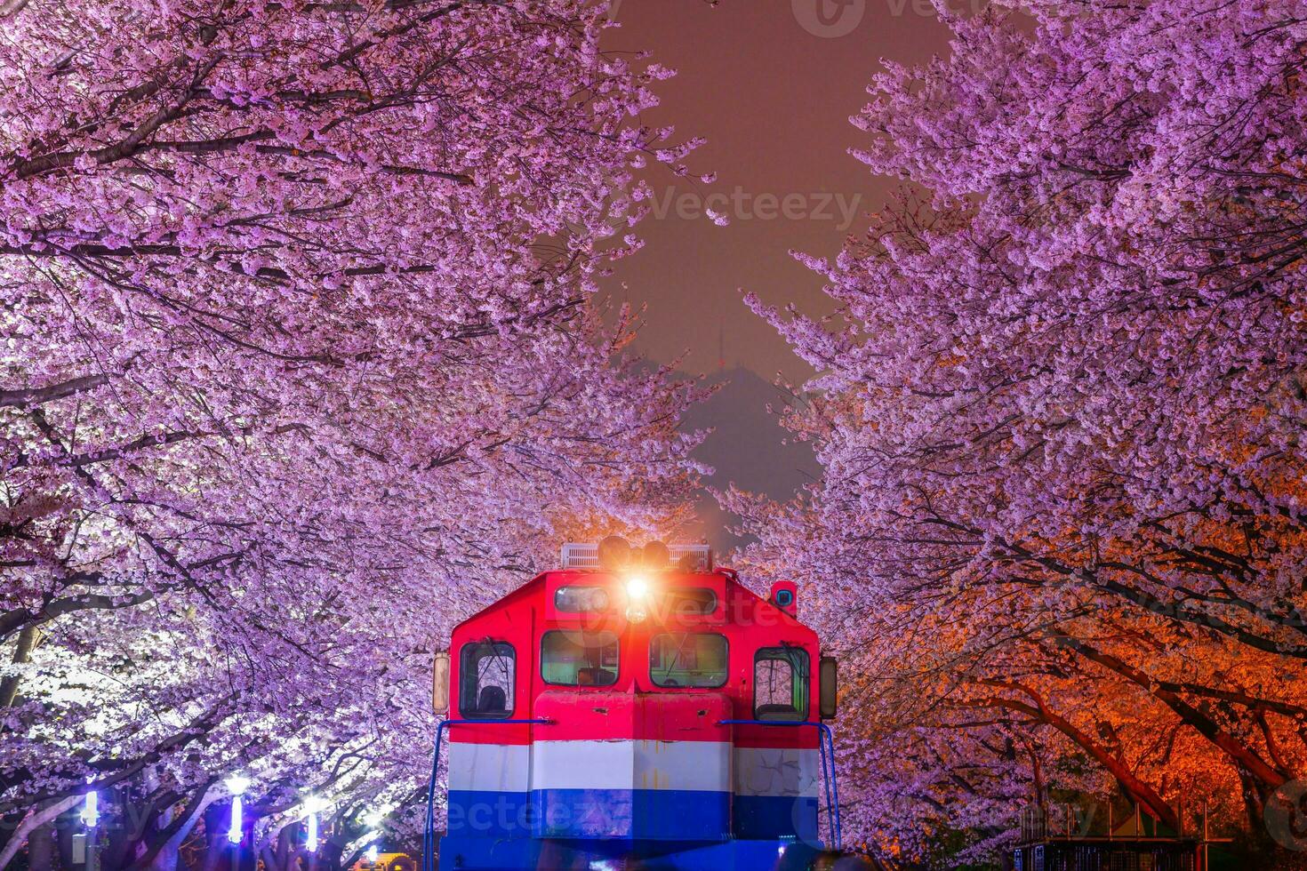 Cherry blossom in spring is the popular cherry blossom viewing spot, jinhae South Korea. photo