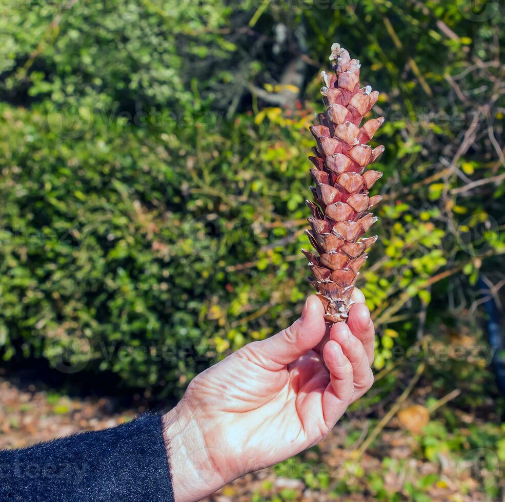 Pine cone in hand on orange-brown background. Minimal autumn mood concept. photo