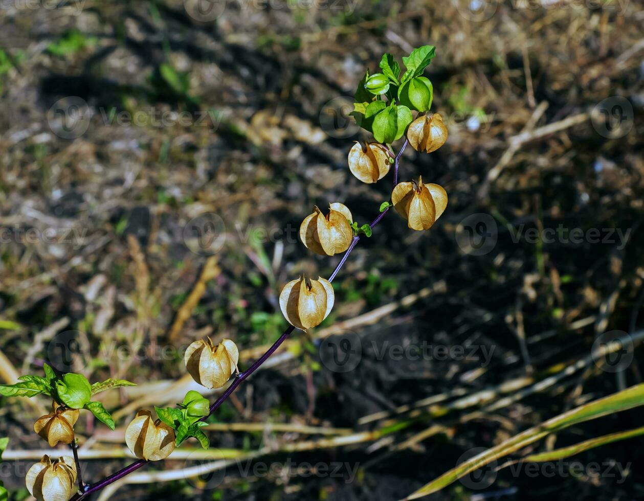 Fruits, in color varying from green to yellow and brown, of Apple of Peru or Shoo fly plant Nicandra physalodes against a dark background photo