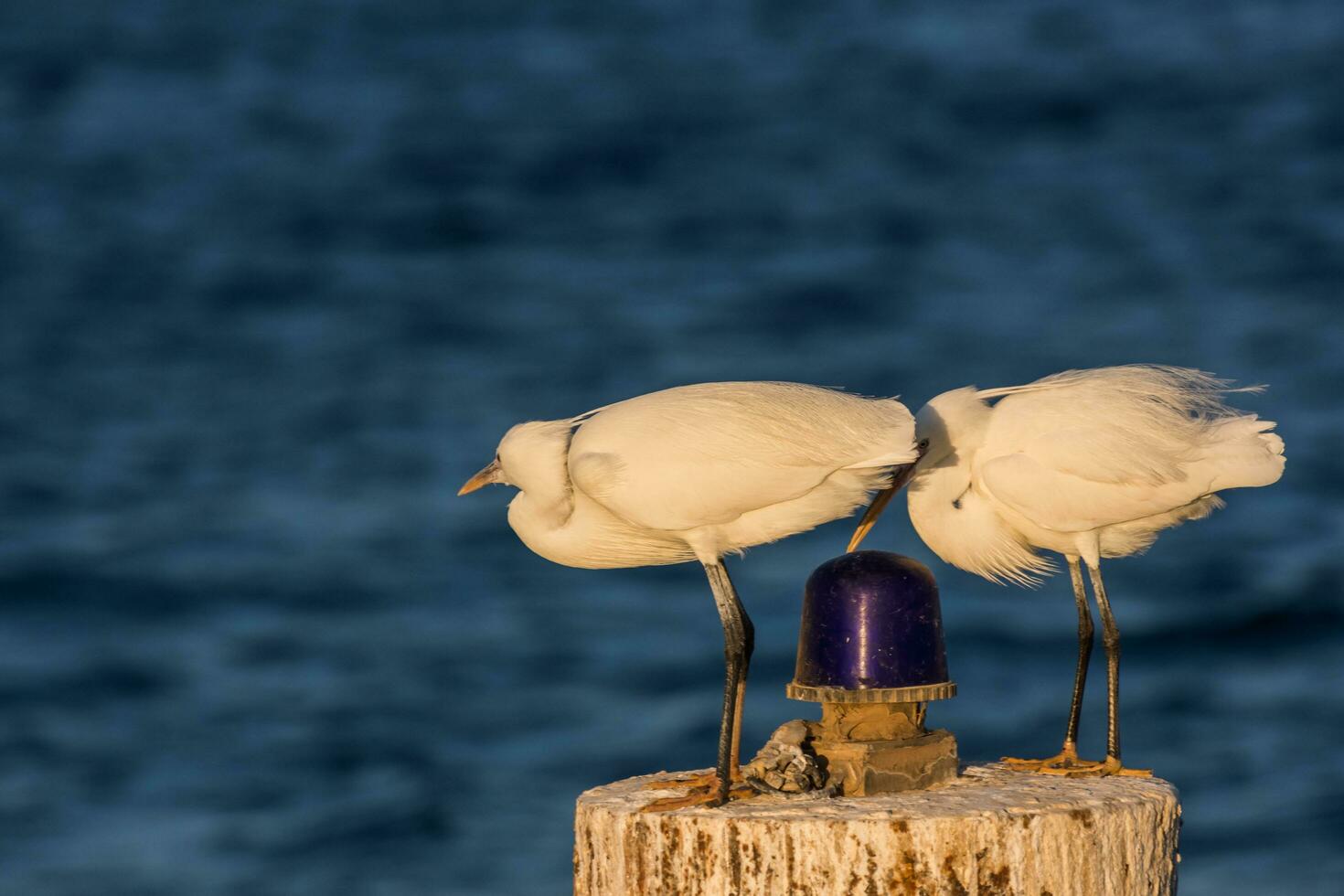 two white egret birds behind each other on a wooden pole with blue signal light photo