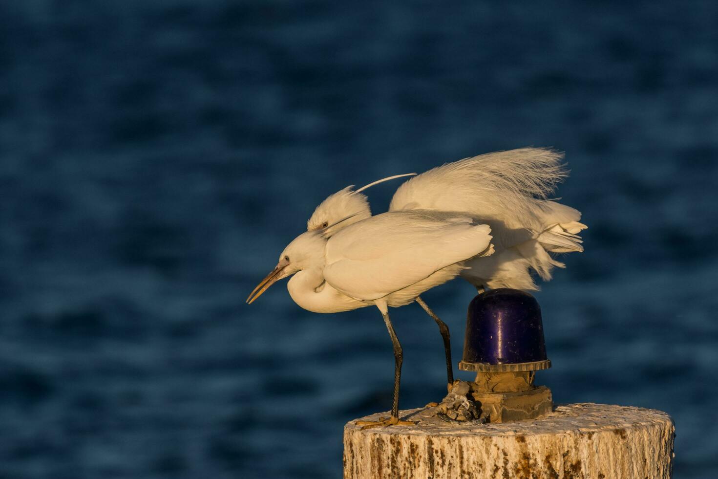 two white egret birds side by side on a wooden pole with blue signal light photo