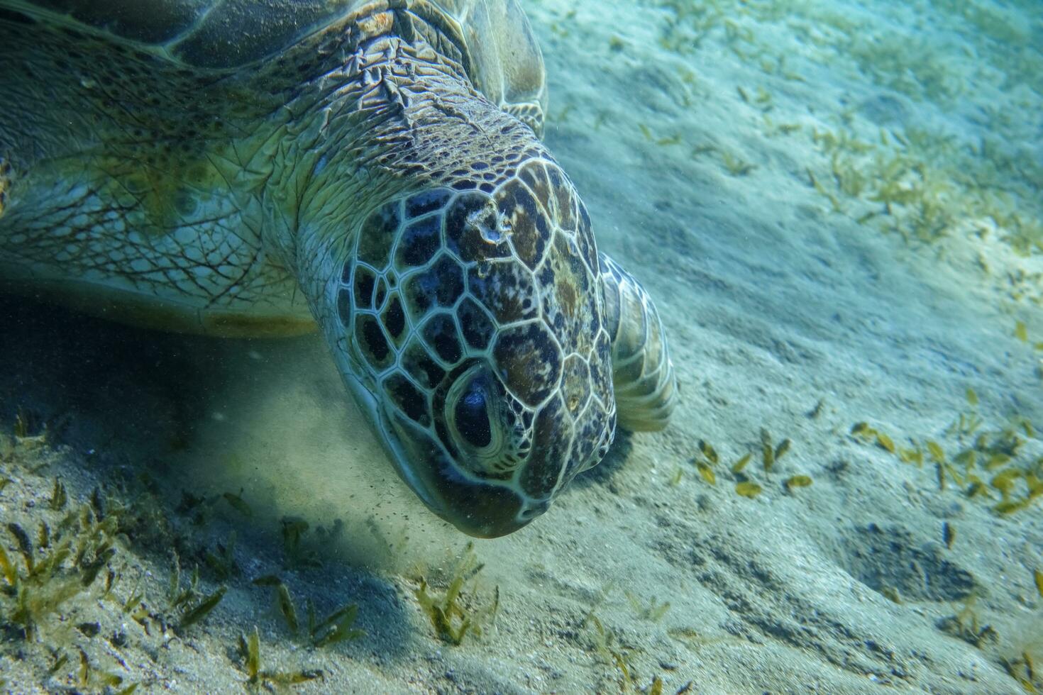 carey Tortuga comiendo algas marinas a el fondo desde el mar en Egipto retrato foto