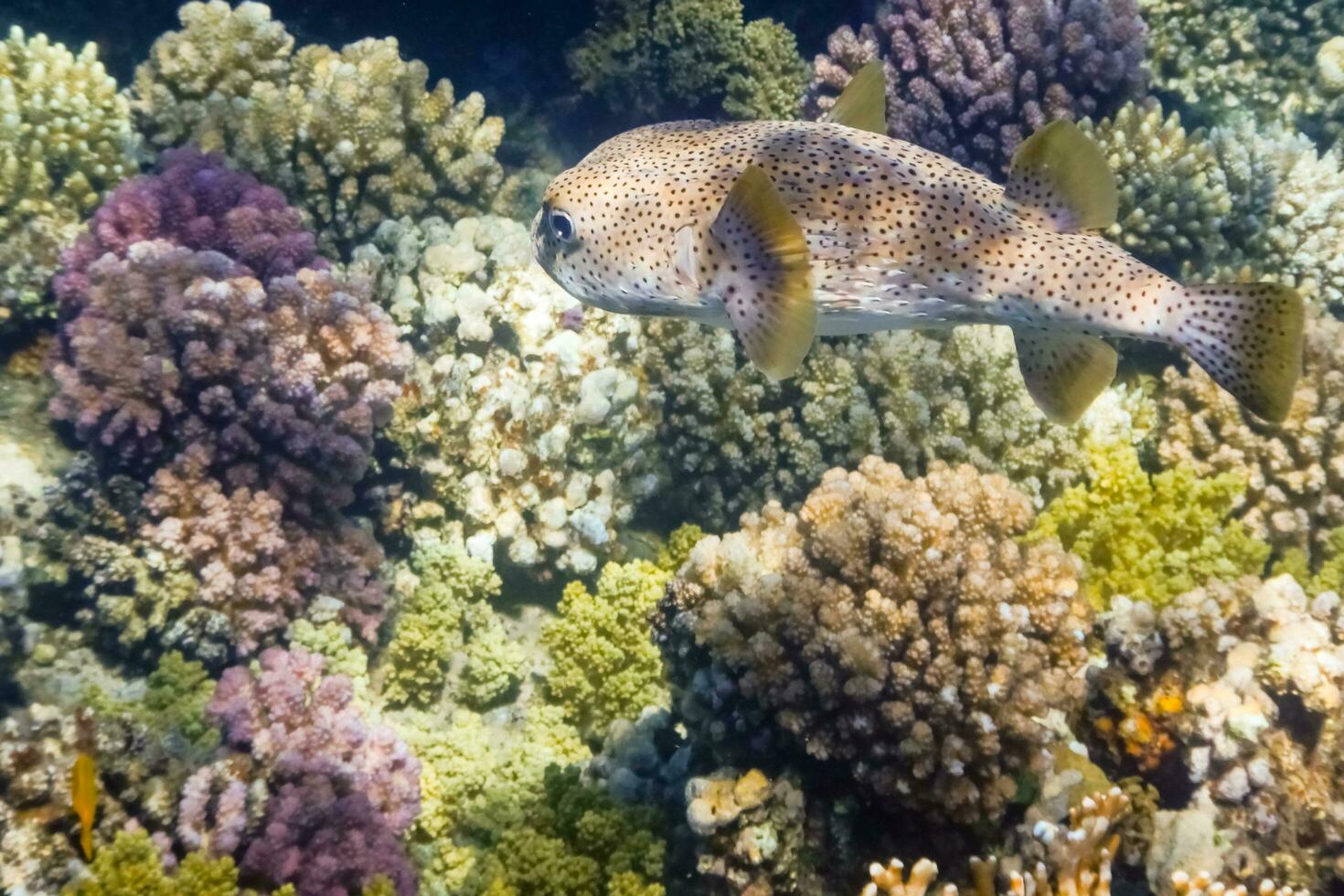 amazing huge porcupine fish hovering over colorful corals in egypt photo
