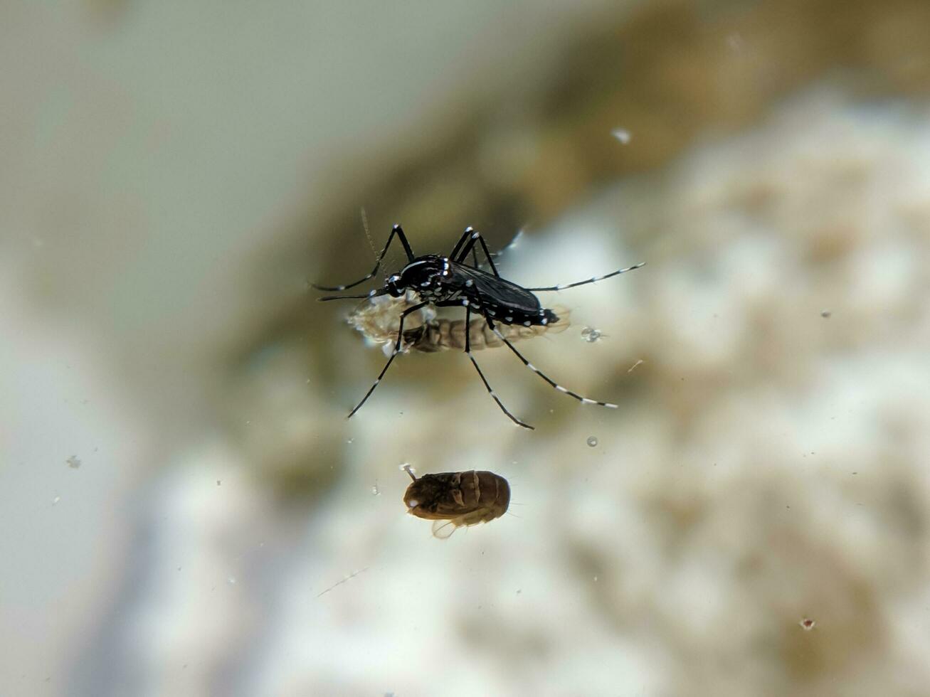 un mosquito ese emerge desde un crisálida en el agua foto