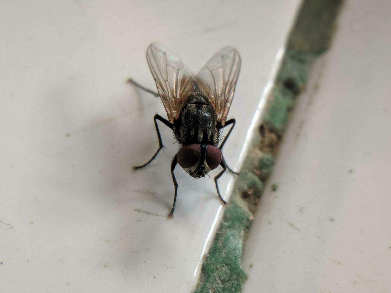 Macro shot of flies on white ceramic floor in house photo