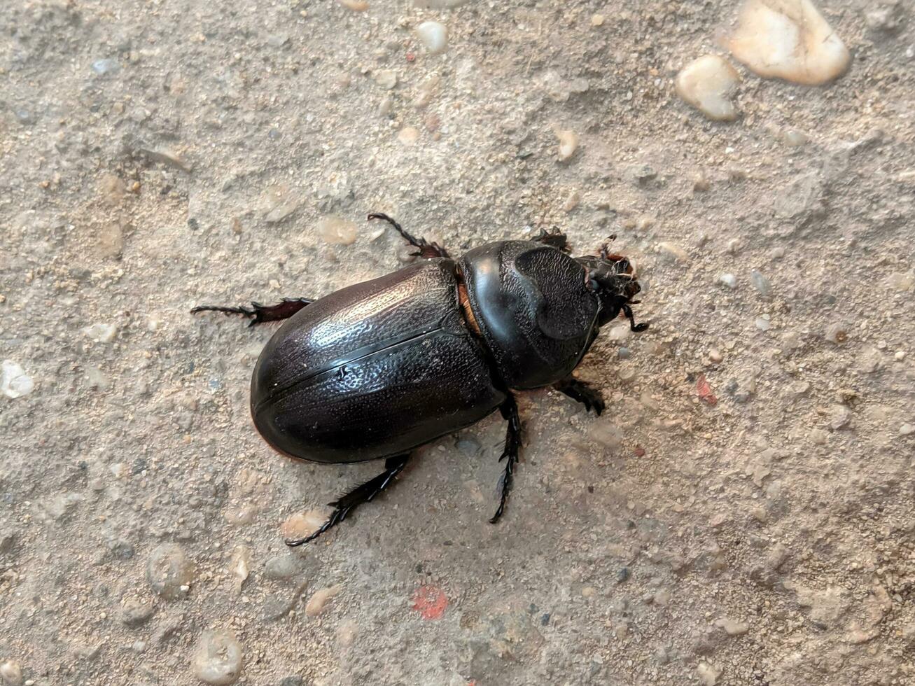 Horn beetle Oryctes rhinoceros on cement surface photo