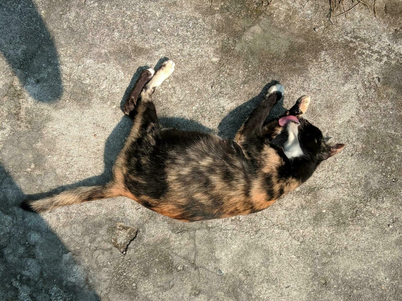 Portrait of a cat sunbathing on the street photo