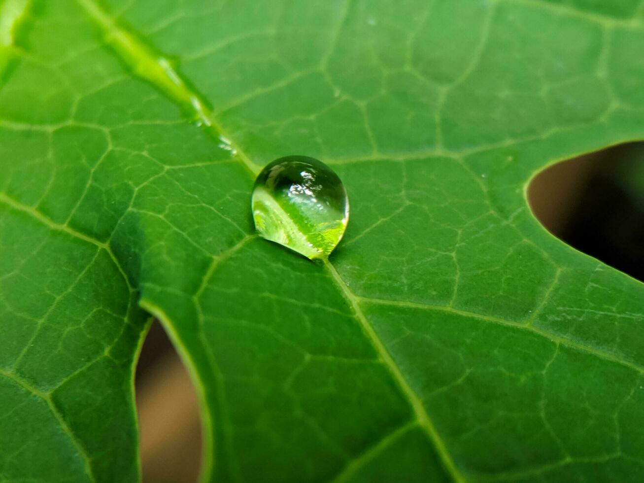 a drop of water sits on a leaf photo