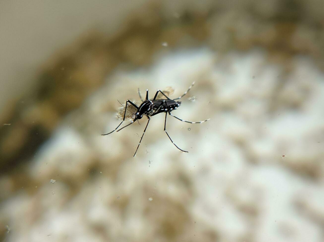 a mosquito that emerges from a pupa in the water photo